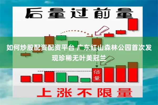 如何炒股配资配资平台 广东红山森林公园首次发现珍稀无叶美冠兰