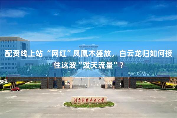 配资线上站 “网红”凤凰木盛放，白云龙归如何接住这波“泼天流量”？