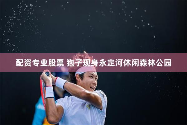 配资专业股票 狍子现身永定河休闲森林公园